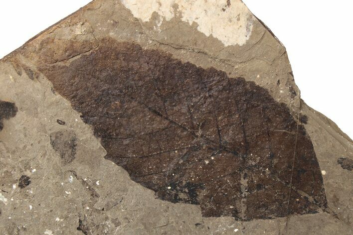 Fossil Leaf (Alnus) - McAbee Fossil Beds, BC #237756